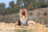 YORKSHIRE TERRIER 187